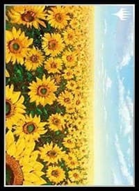 Magic: The Gathering Player's Card Sleeve - APAC Land 1 Plains (80-Pack)