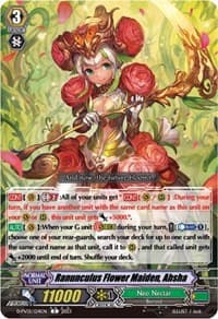 Ranunculus Flower Maiden, Ahsha