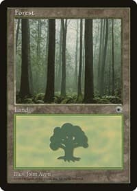 Forest (Ferns on Ground)